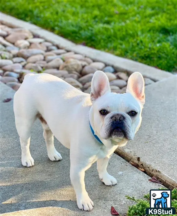 French Bulldog stud dog